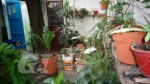 Antonia Godoy 6832